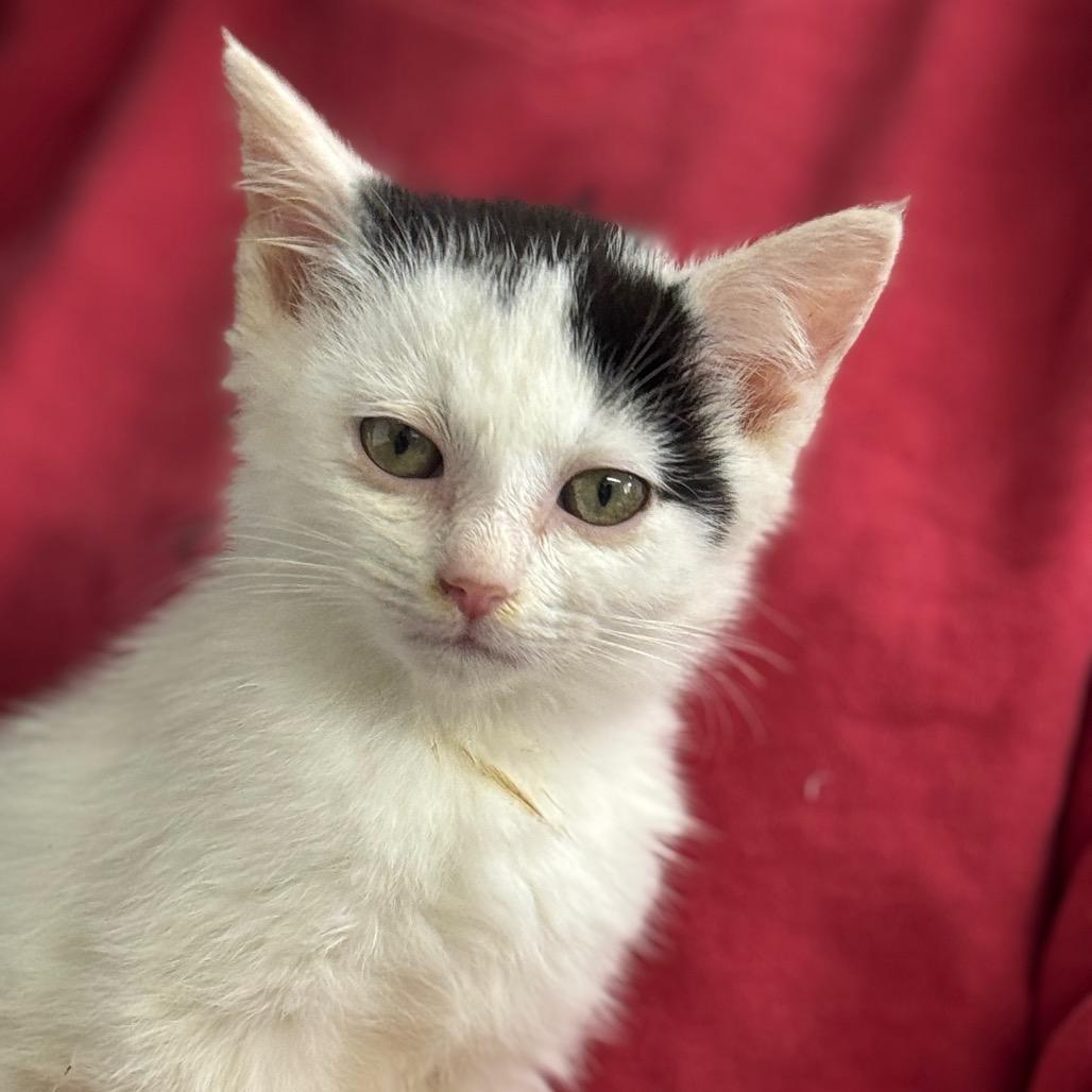 Snoopy, a Adoptable Domestic Short Hair in Blairsville, GA image 4/6
