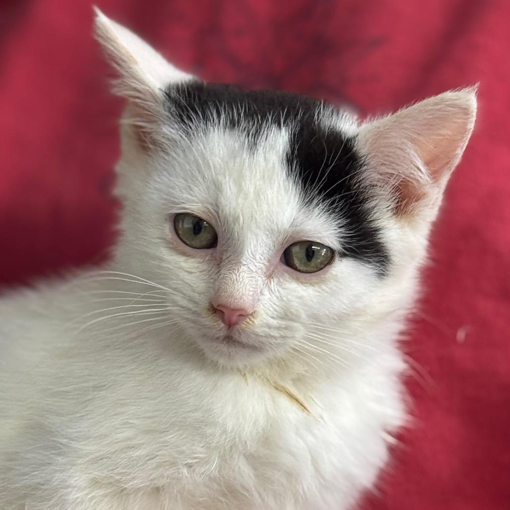 Snoopy, a Adoptable Domestic Short Hair in Blairsville, GA image 5/6