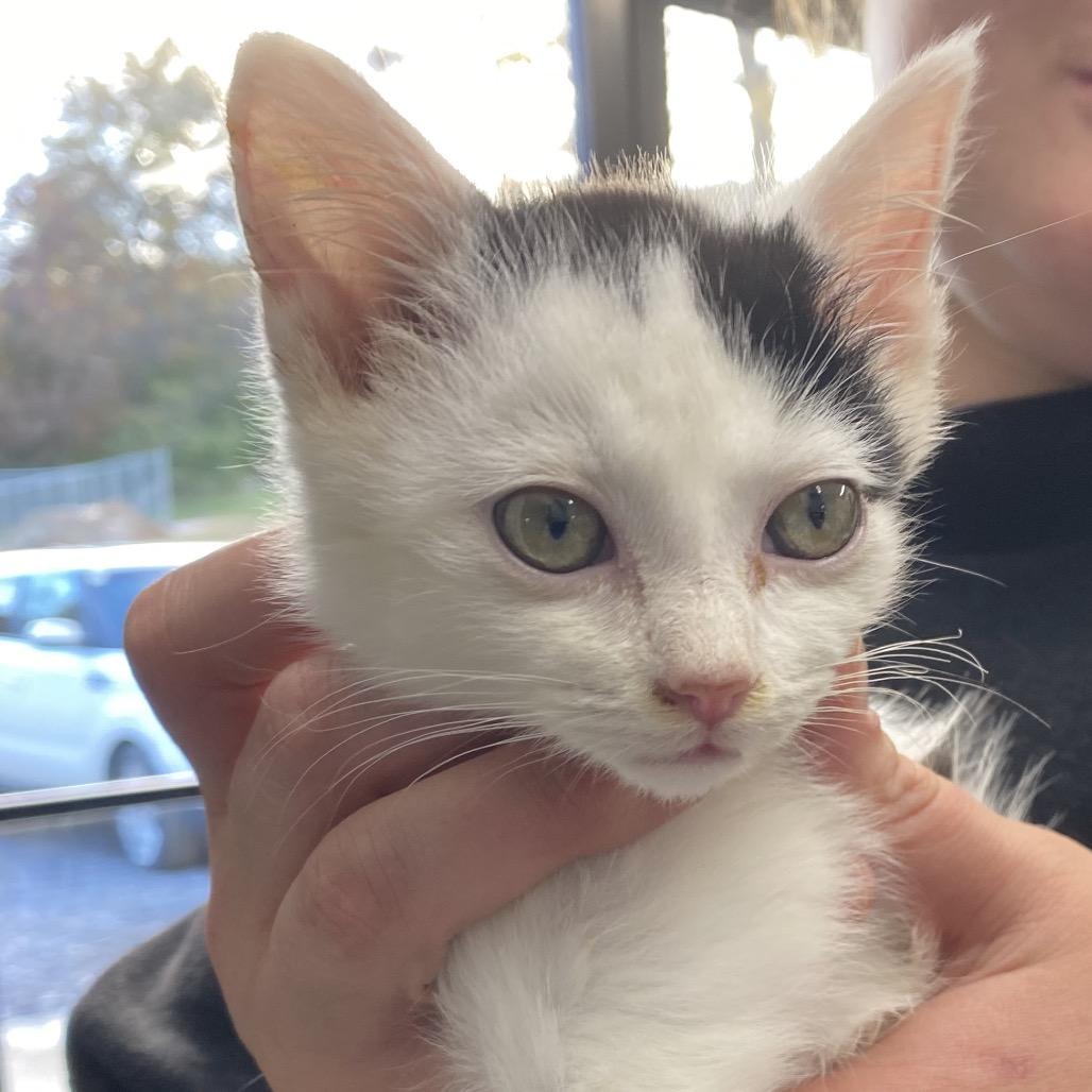 Snoopy, a Adoptable Domestic Short Hair in Blairsville, GA image 6/6