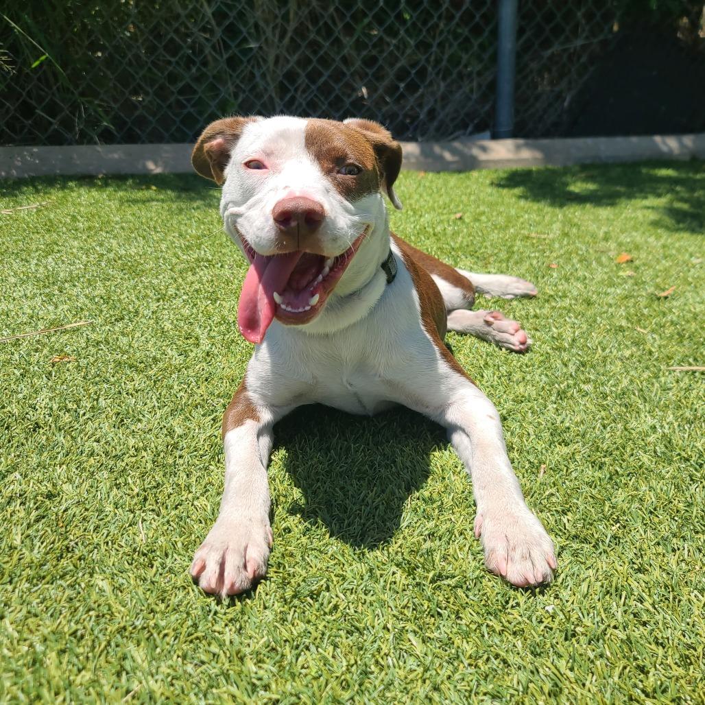 Enlarge BUG, a Adoptable Mixed Breed in Galveston, TX image 1/6
