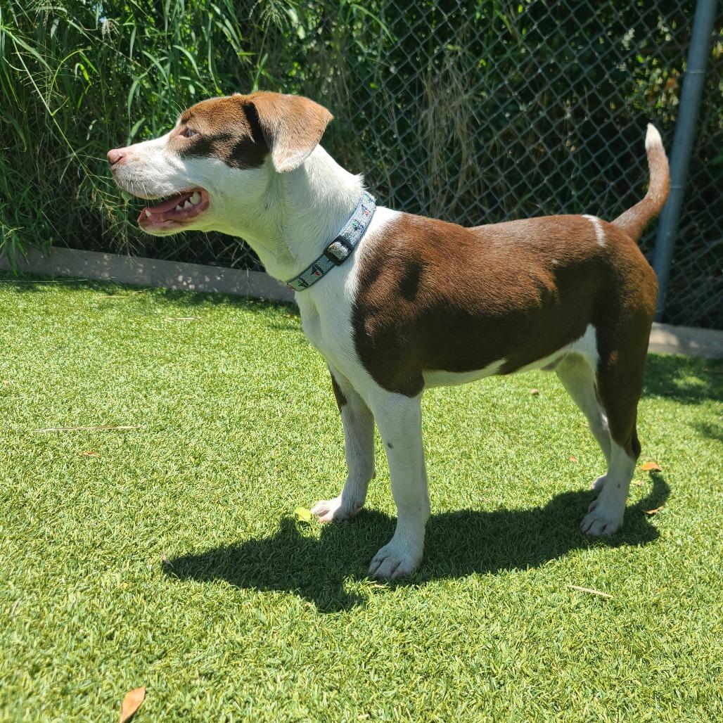 Enlarge BUG, a Adoptable Mixed Breed in Galveston, TX image 2/6