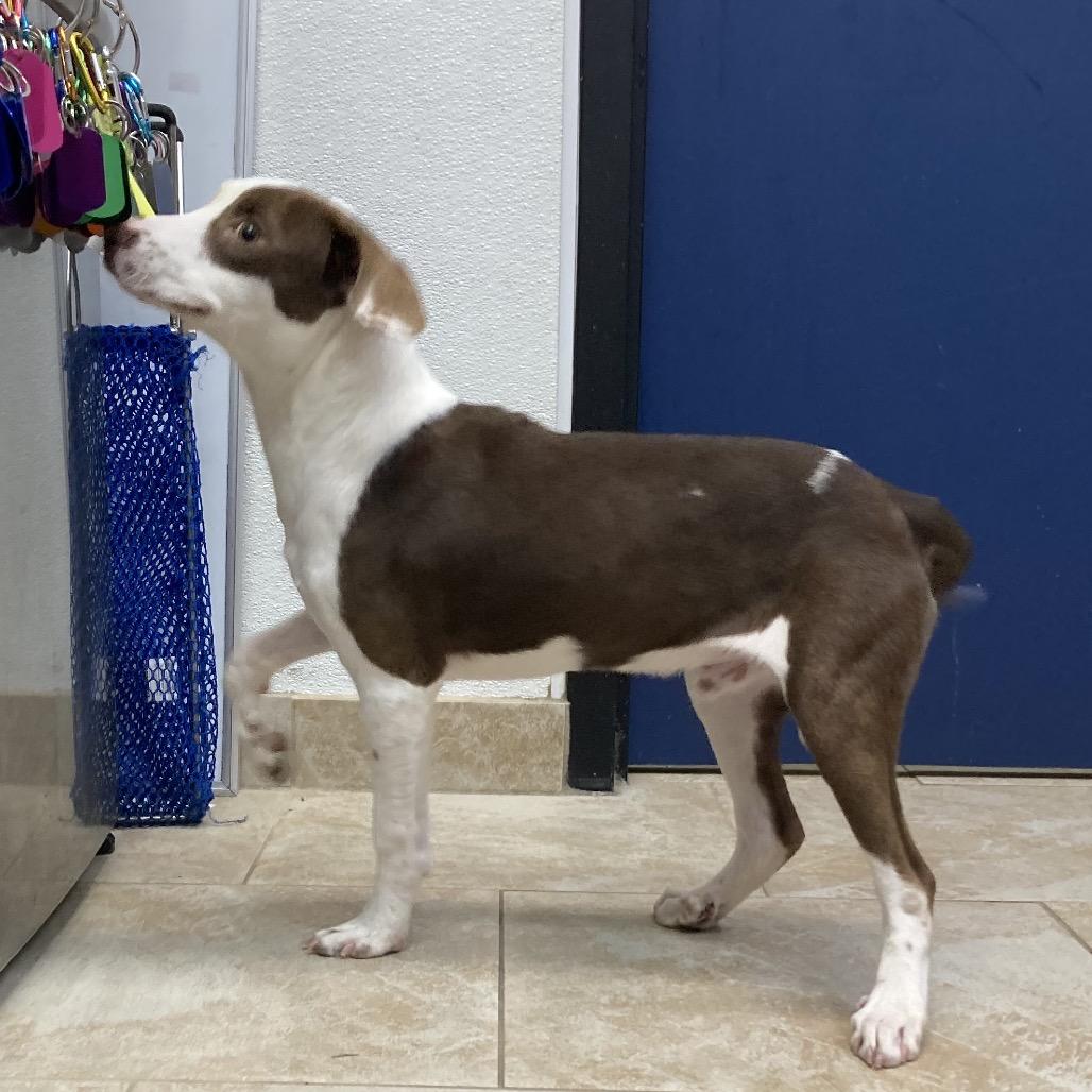 Enlarge BUG, a Adoptable Mixed Breed in Galveston, TX image 1/1