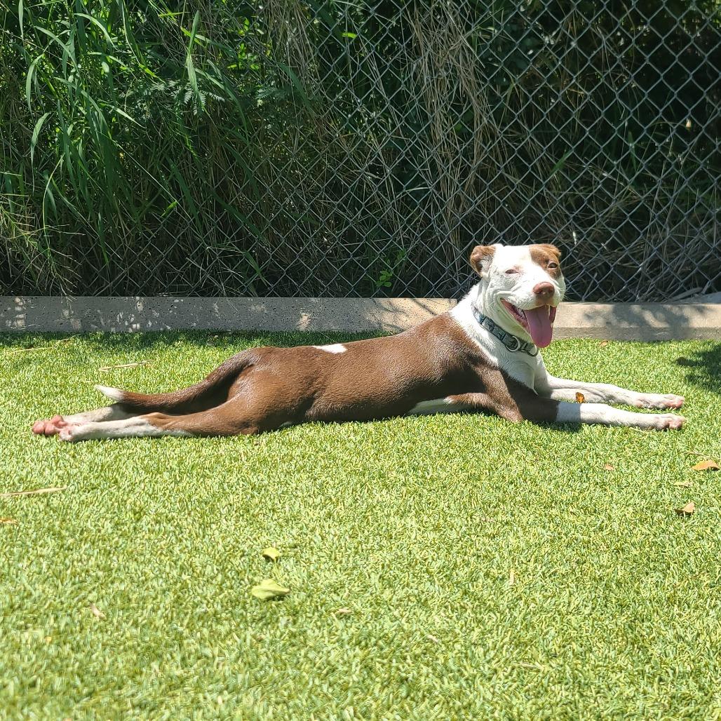 Enlarge BUG, a Adoptable Mixed Breed in Galveston, TX image 3/6