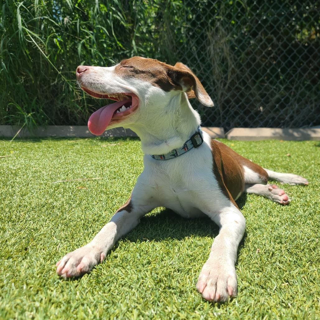 Enlarge BUG, a Adoptable Mixed Breed in Galveston, TX image 4/6