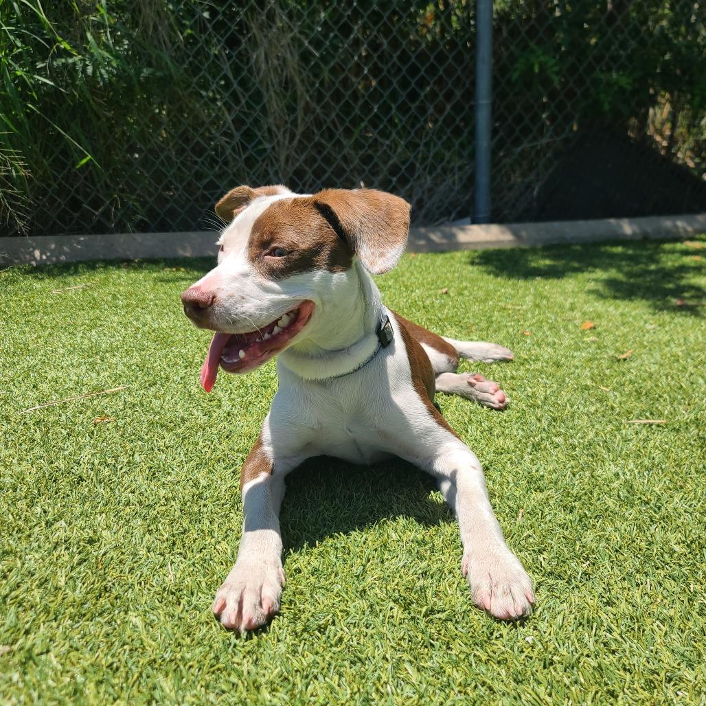 Enlarge BUG, a Adoptable Mixed Breed in Galveston, TX image 5/6