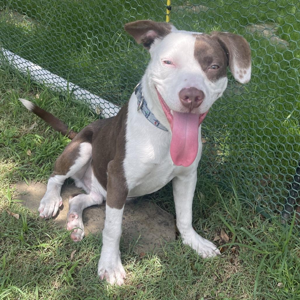 Enlarge BUG, a Adoptable Mixed Breed in Galveston, TX image 6/6