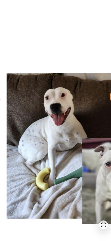 Karah, Adoptable, Adult Female Mixed Breed.