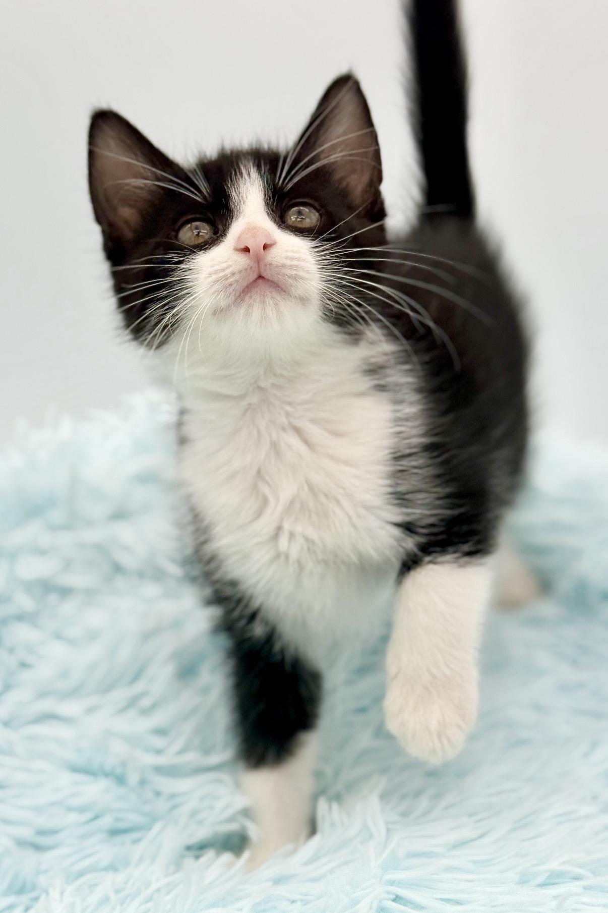Shake Weight, a Adoptable Tuxedo in Covington, LA image 3/6