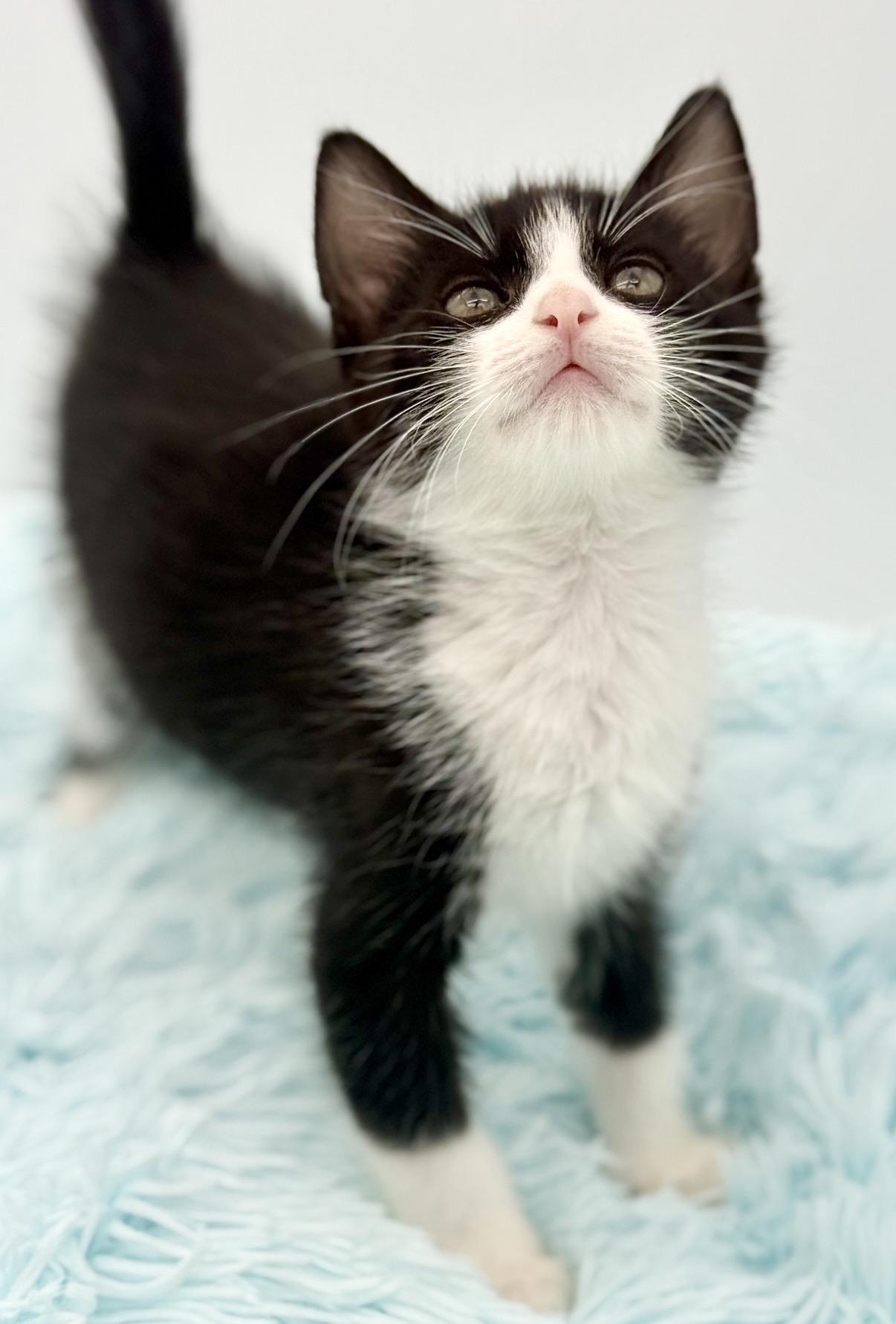 Shake Weight, a Adoptable Tuxedo in Covington, LA image 5/6