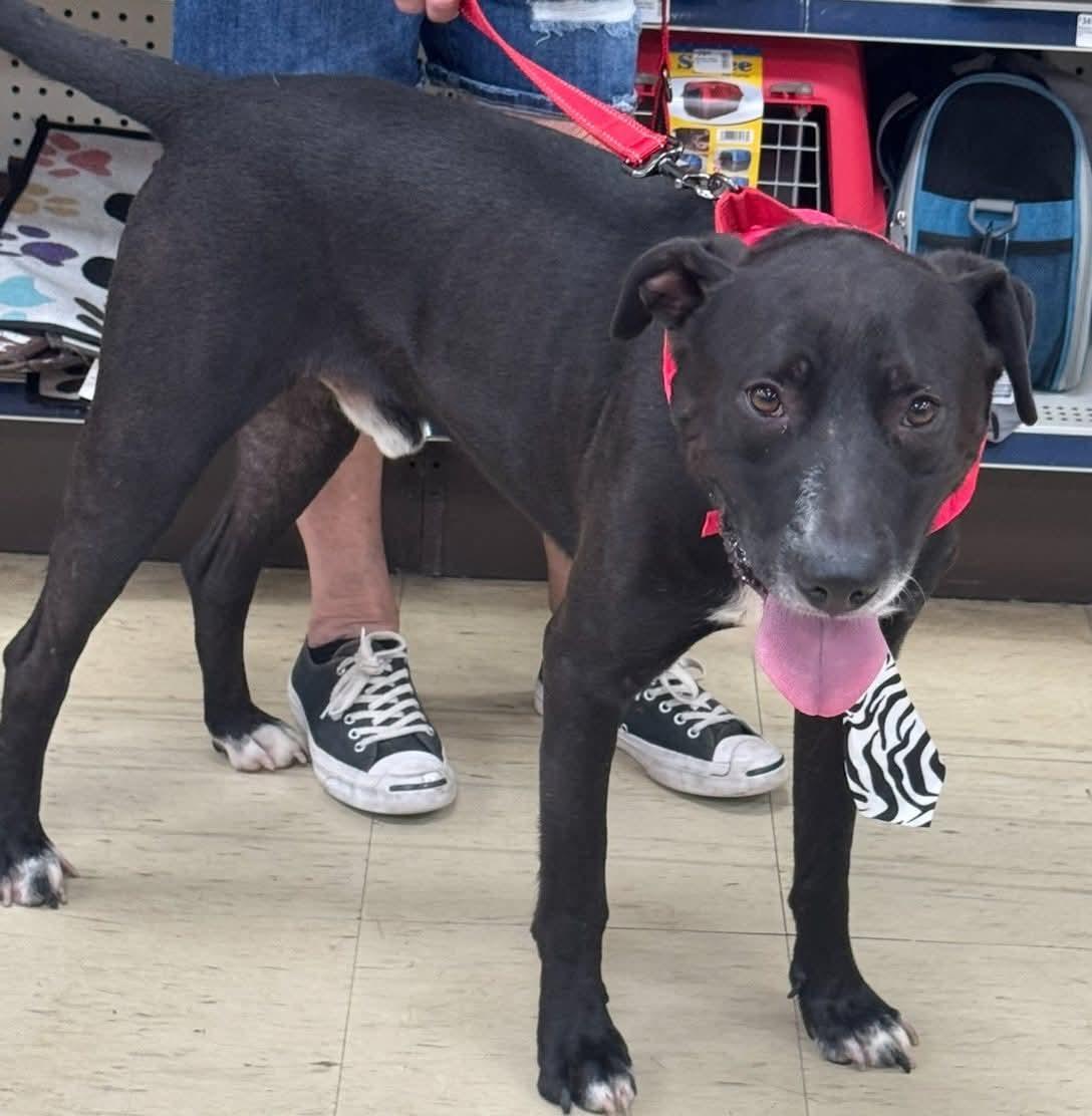 Enlarge Petrey, a Adoptable Mixed Breed in Fairfield, NJ image 1/3