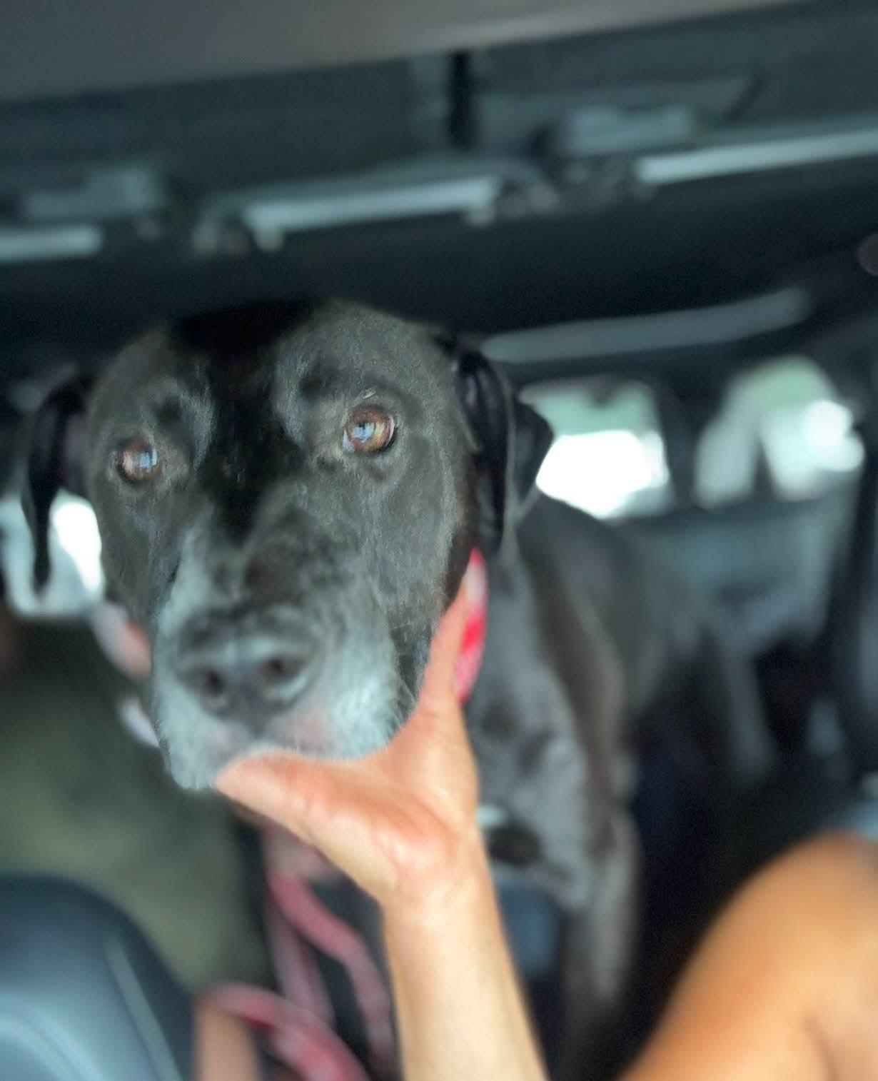 Enlarge Petrey, a Adoptable Mixed Breed in Fairfield, NJ image 2/3