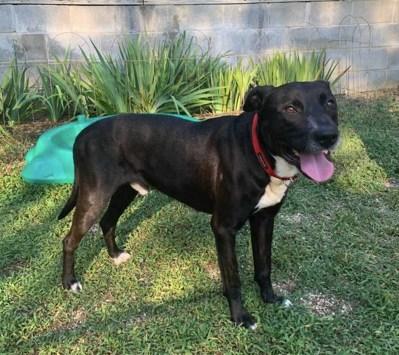 Enlarge Petrey, a Adoptable Mixed Breed in Fairfield, NJ image 3/3