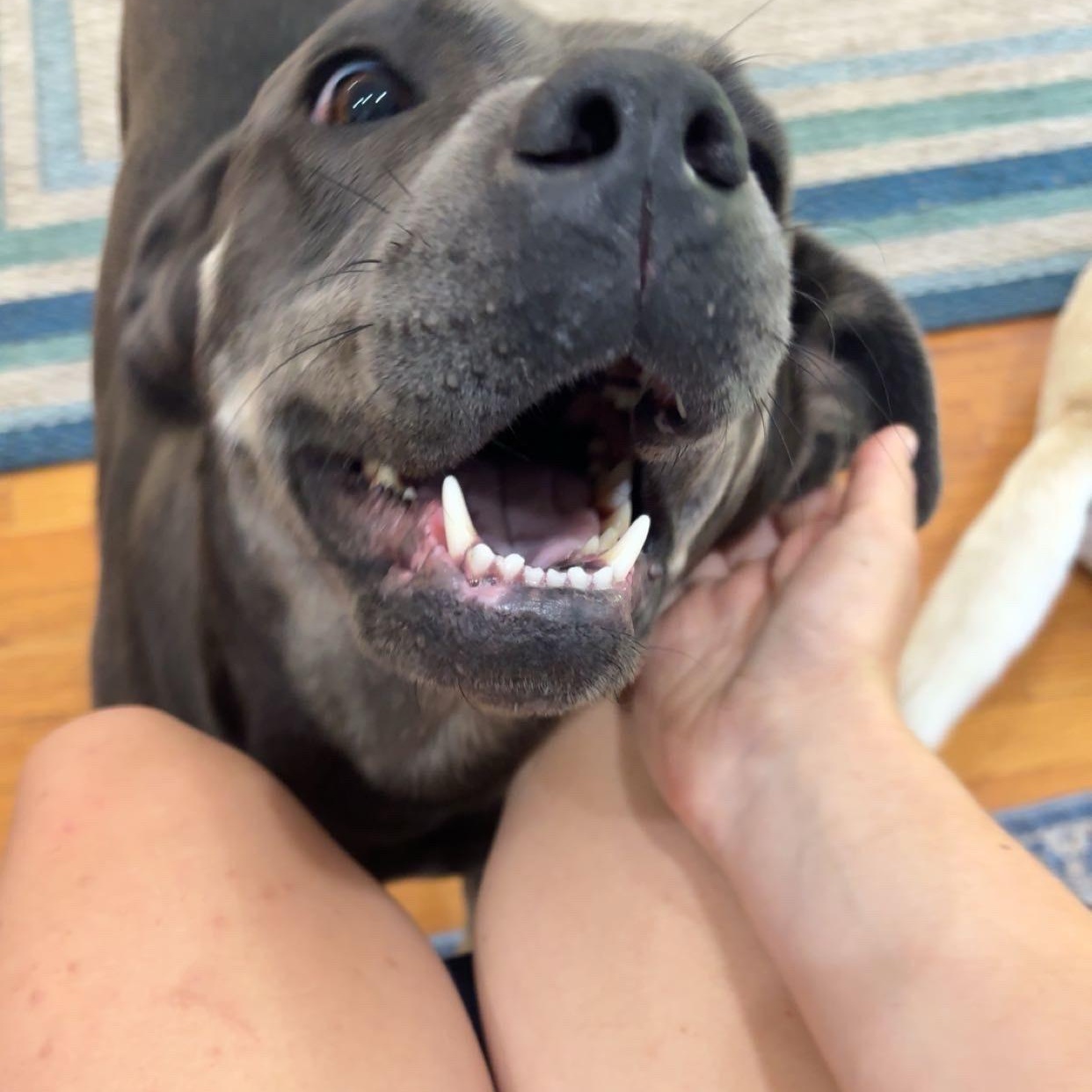 Mandy, Adoptable, Young Female Labrador Retriever & Mixed Breed.