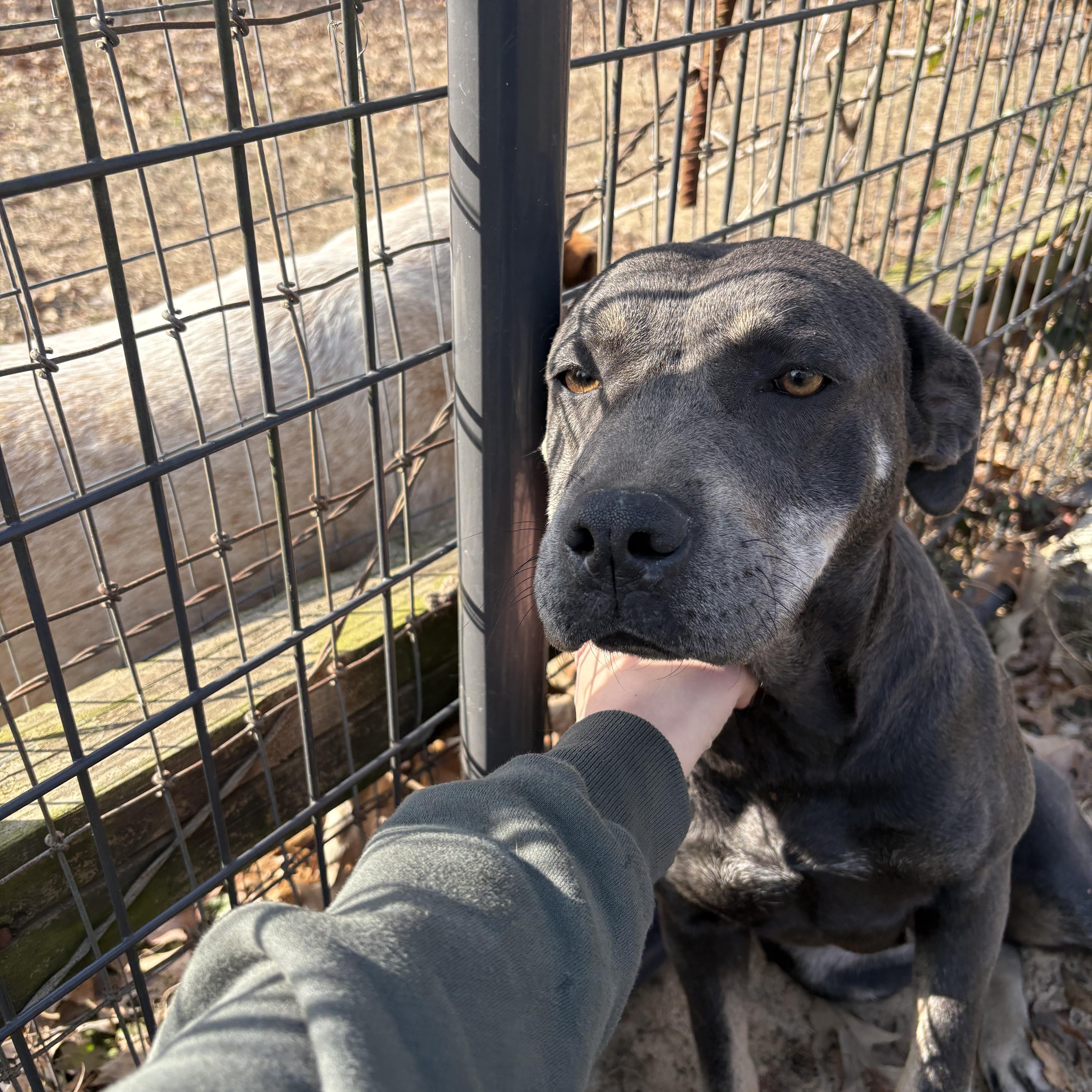Enlarge Mandy, a Adoptable mixed breed in Orangeburg, SC image 2/4