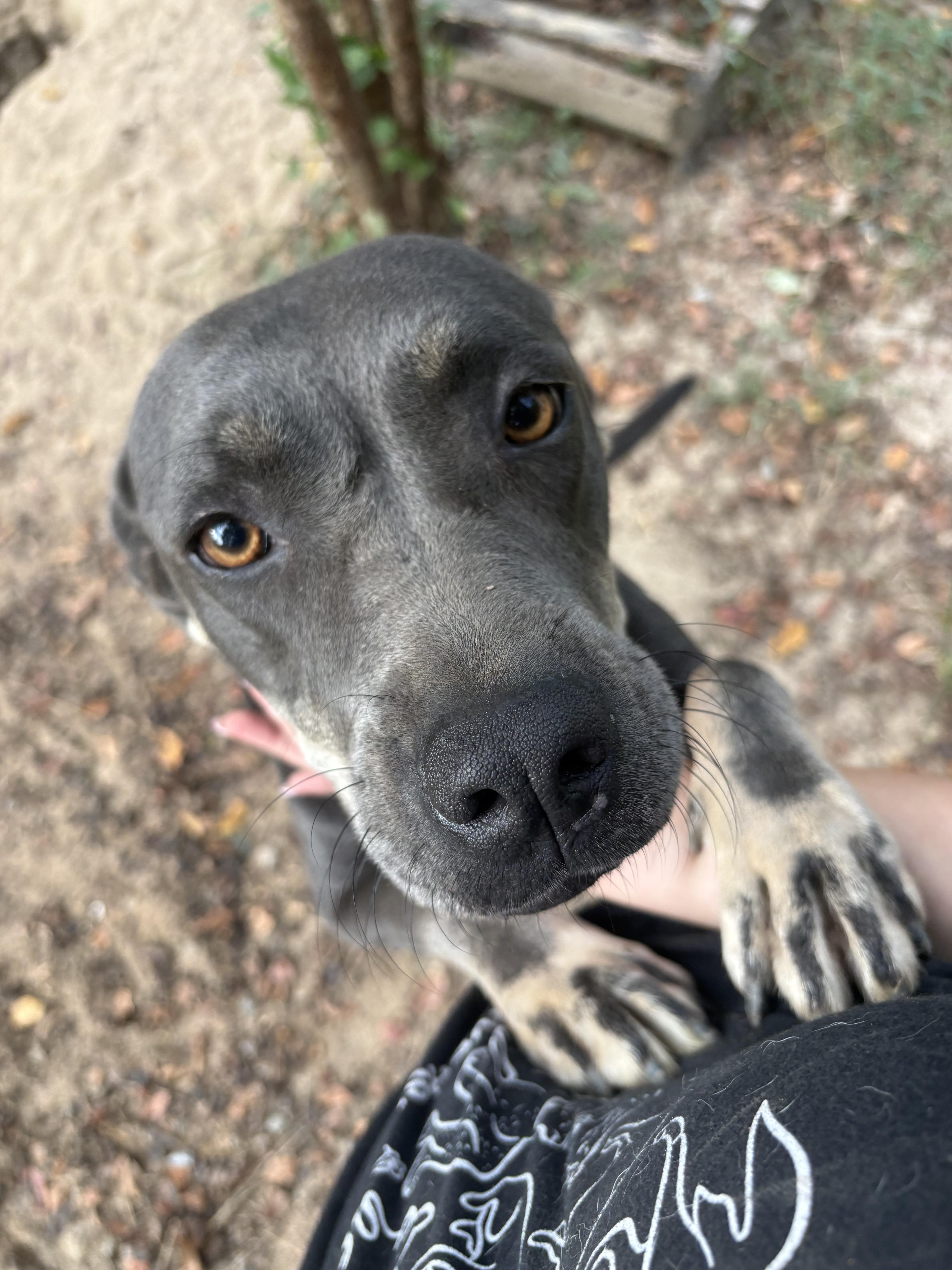 Enlarge Mandy, a Adoptable mixed breed in Orangeburg, SC image 5/5