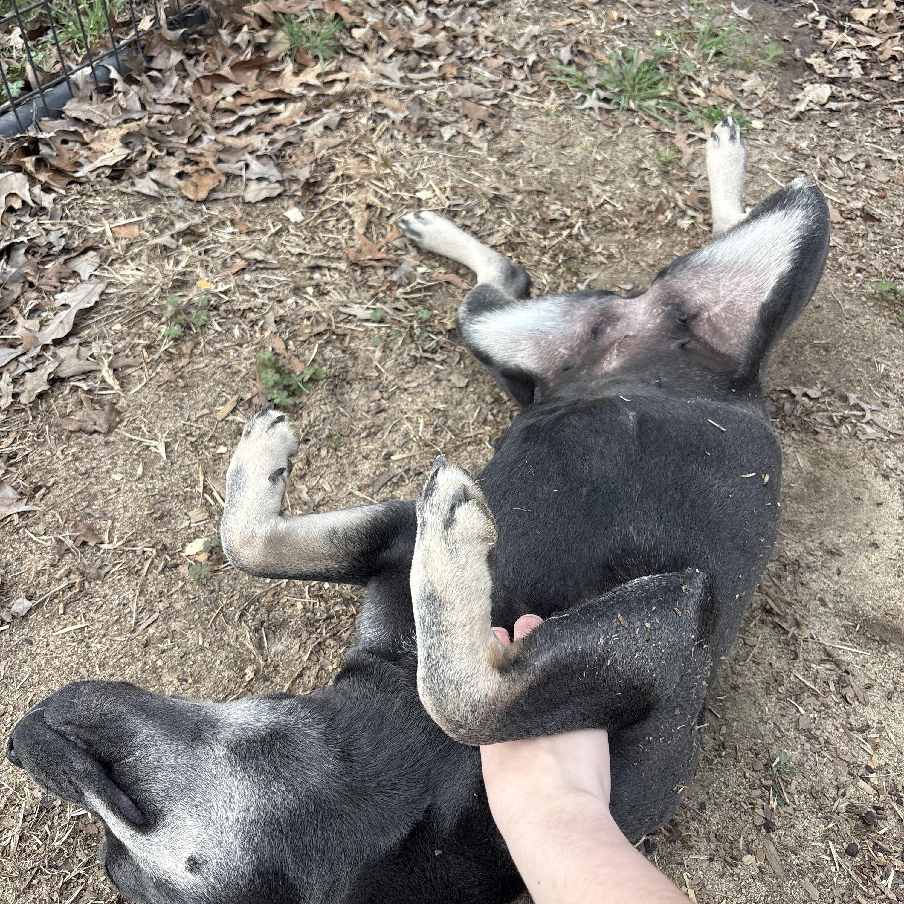 Enlarge Mandy, a Adoptable mixed breed in Orangeburg, SC image 4/4