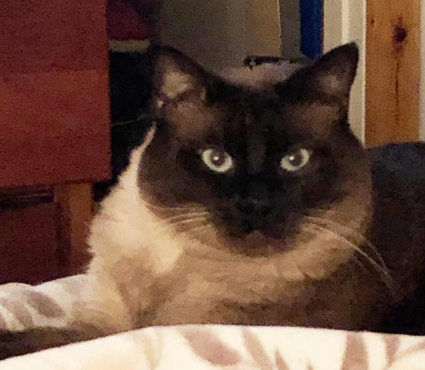 Enlarge Mia, a ADOPTABLE Siamese in Bellingham, WA image 1/3