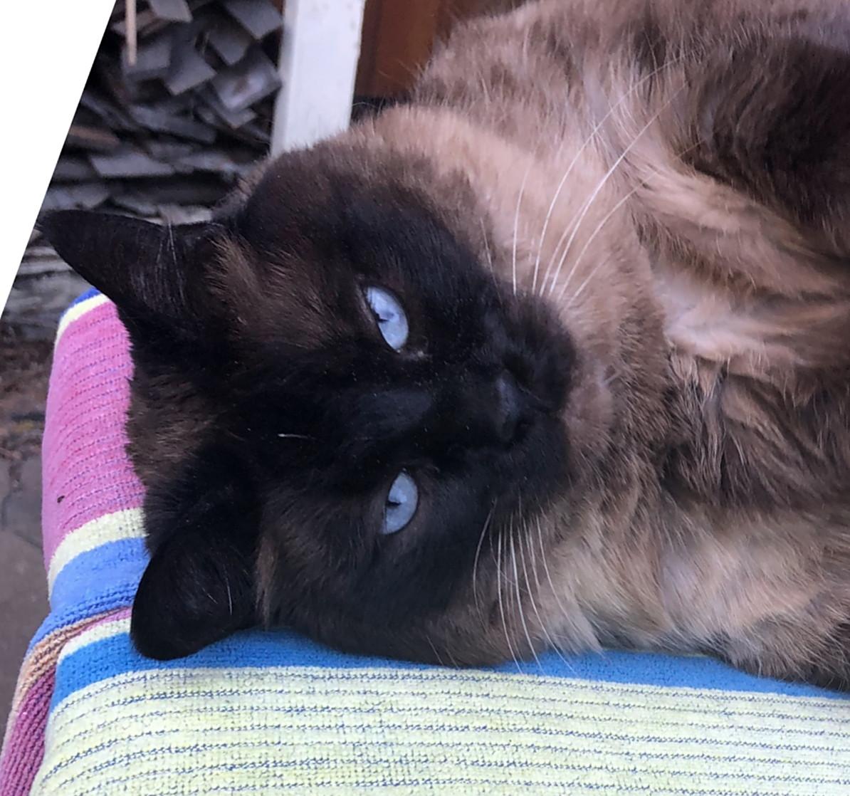 Enlarge Mia, a ADOPTABLE Siamese in Bellingham, WA image 2/3