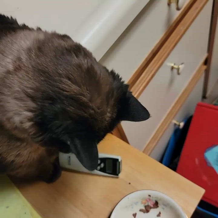 Enlarge Mia, a ADOPTABLE Siamese in Bellingham, WA video 3/3