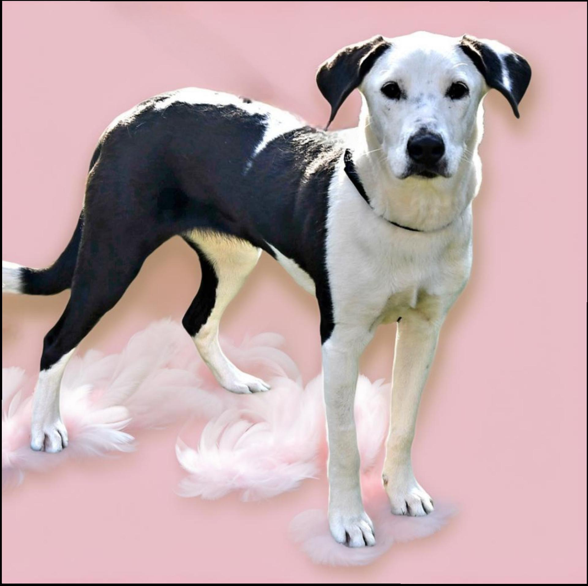 Feather, Adult Female Border Collie