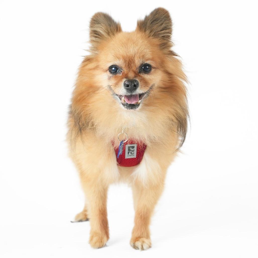 Enlarge OMC 14529, a Adoptable Pomeranian in San Francisco, CA image 1/6