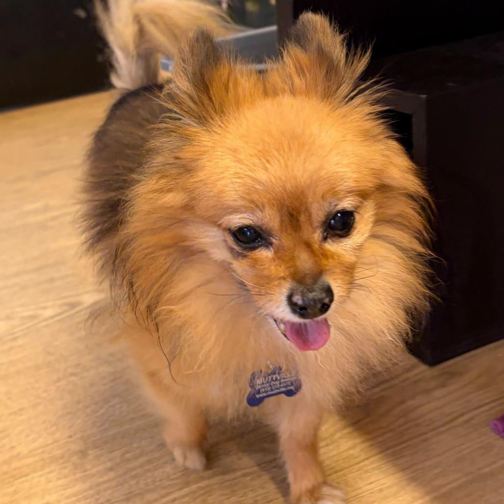 Enlarge OMC 14529, a Adoptable Pomeranian in San Francisco, CA image 2/6