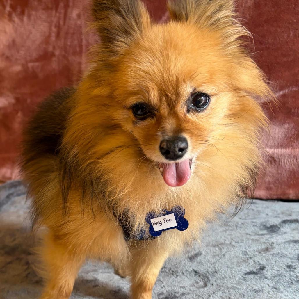 Enlarge OMC 14529, a Adoptable Pomeranian in San Francisco, CA image 3/6
