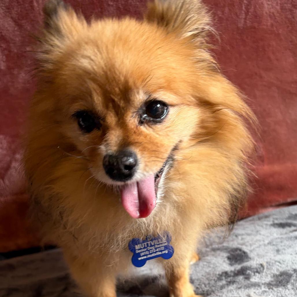 Enlarge OMC 14529, a Adoptable Pomeranian in San Francisco, CA image 4/6