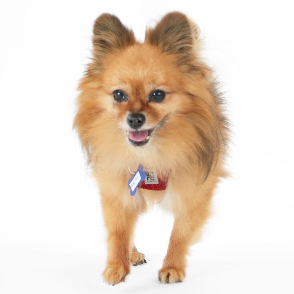 Enlarge OMC 14529, a Adoptable Pomeranian in San Francisco, CA image 5/6