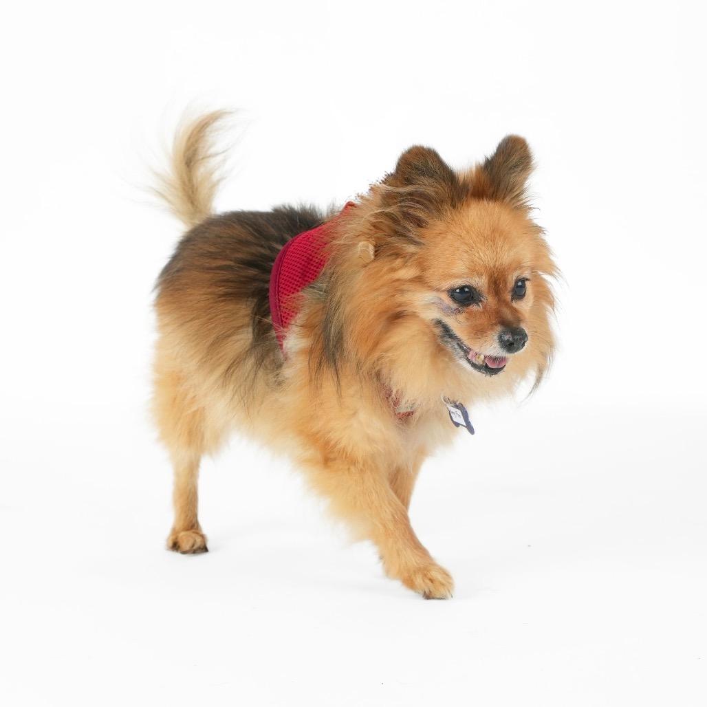 Enlarge OMC 14529, a Adoptable Pomeranian in San Francisco, CA image 6/6