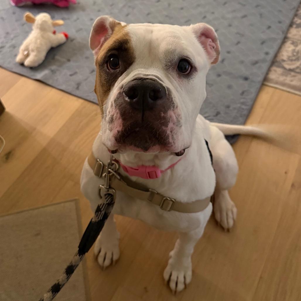Star, Adoptable, Adult Female American Bulldog & Mixed Breed.