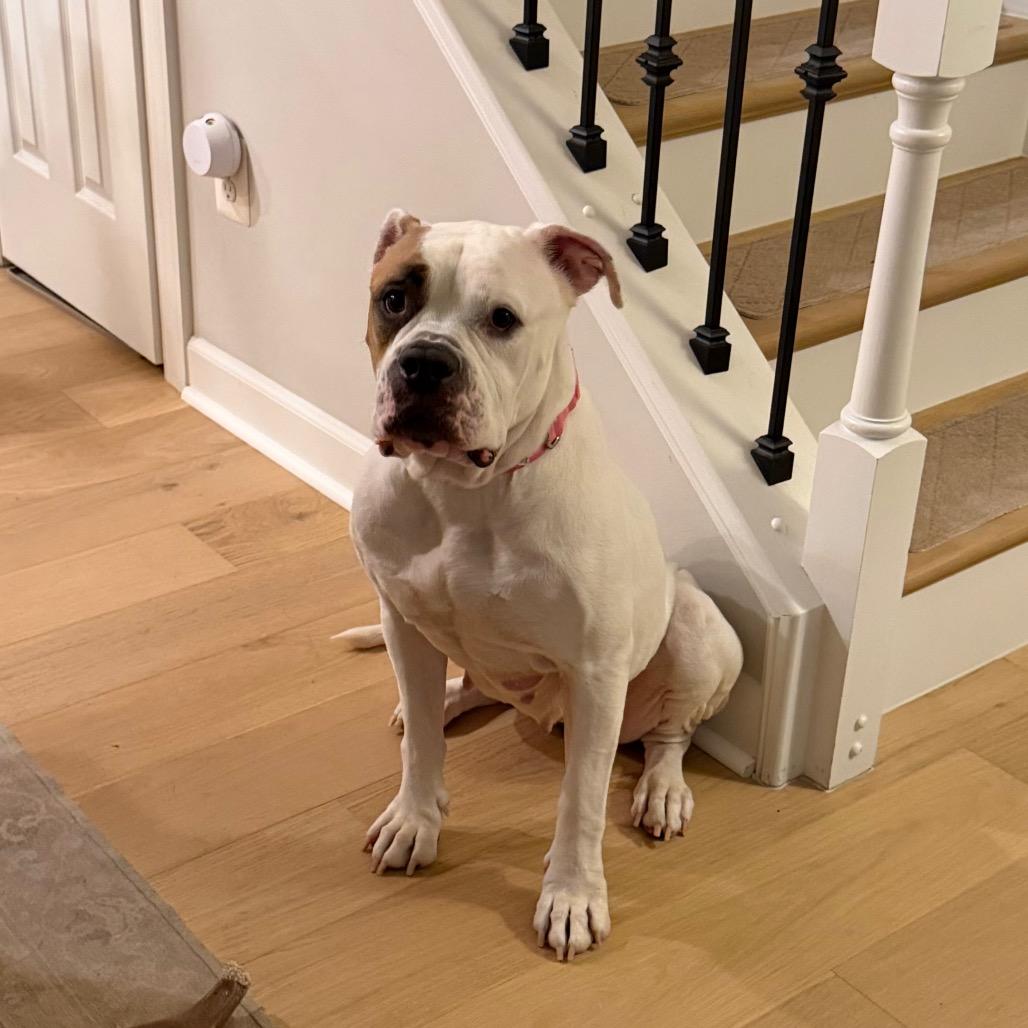 Enlarge Star, a Adoptable mixed breed in Alexandria, VA image 4/6