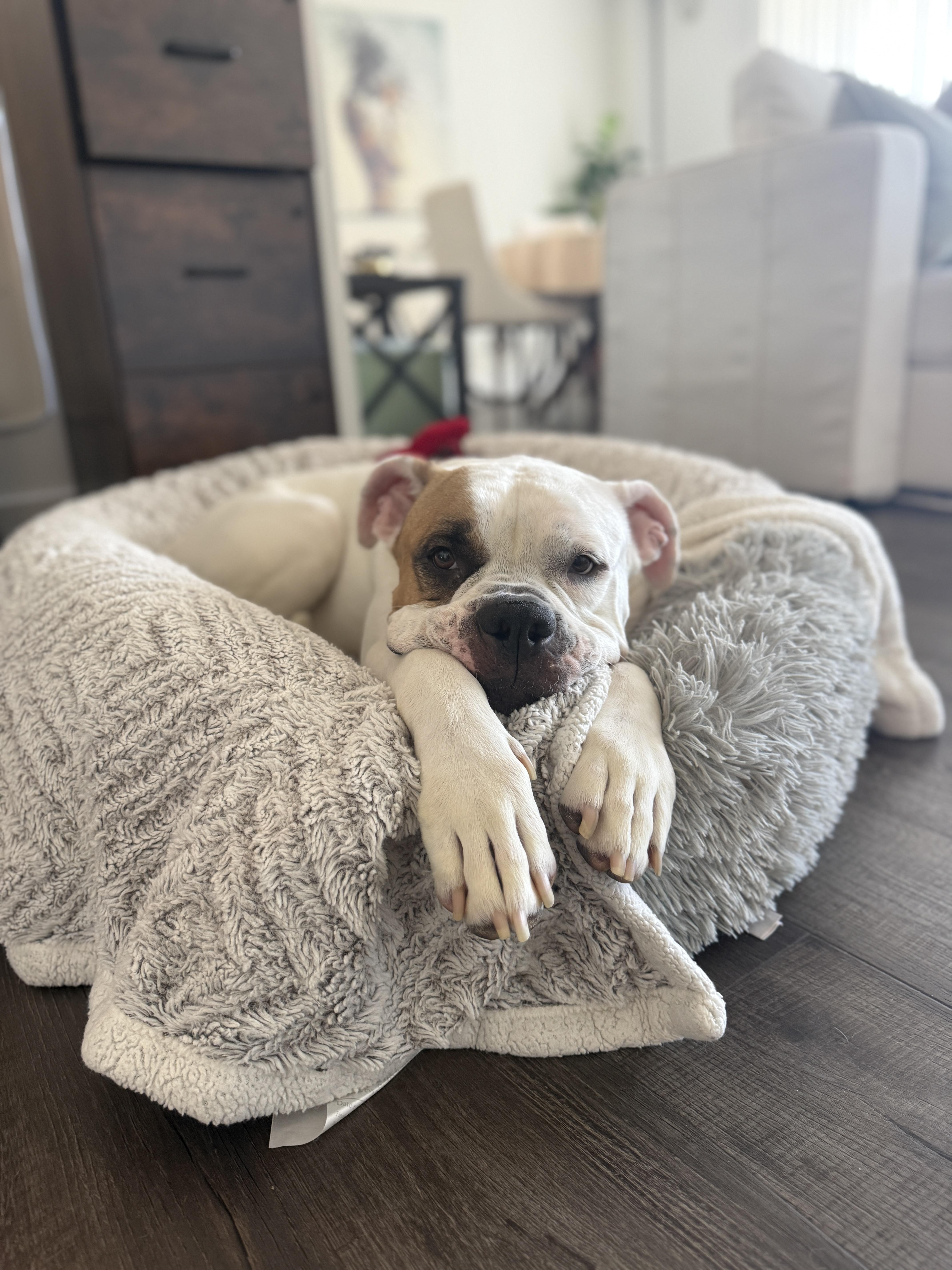 Enlarge Star, a Adoptable mixed breed in Alexandria, VA image 6/6