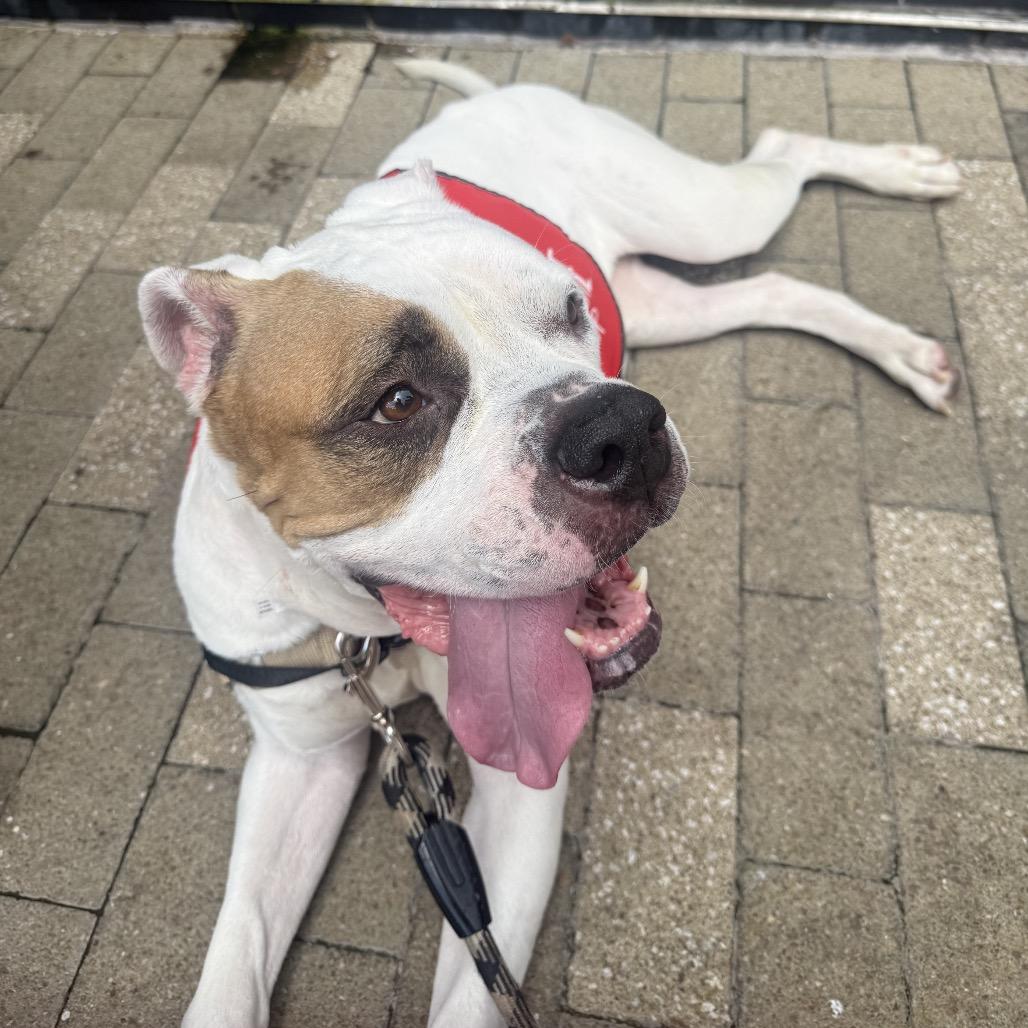 Enlarge Star, a Adoptable mixed breed in Alexandria, VA image 3/6