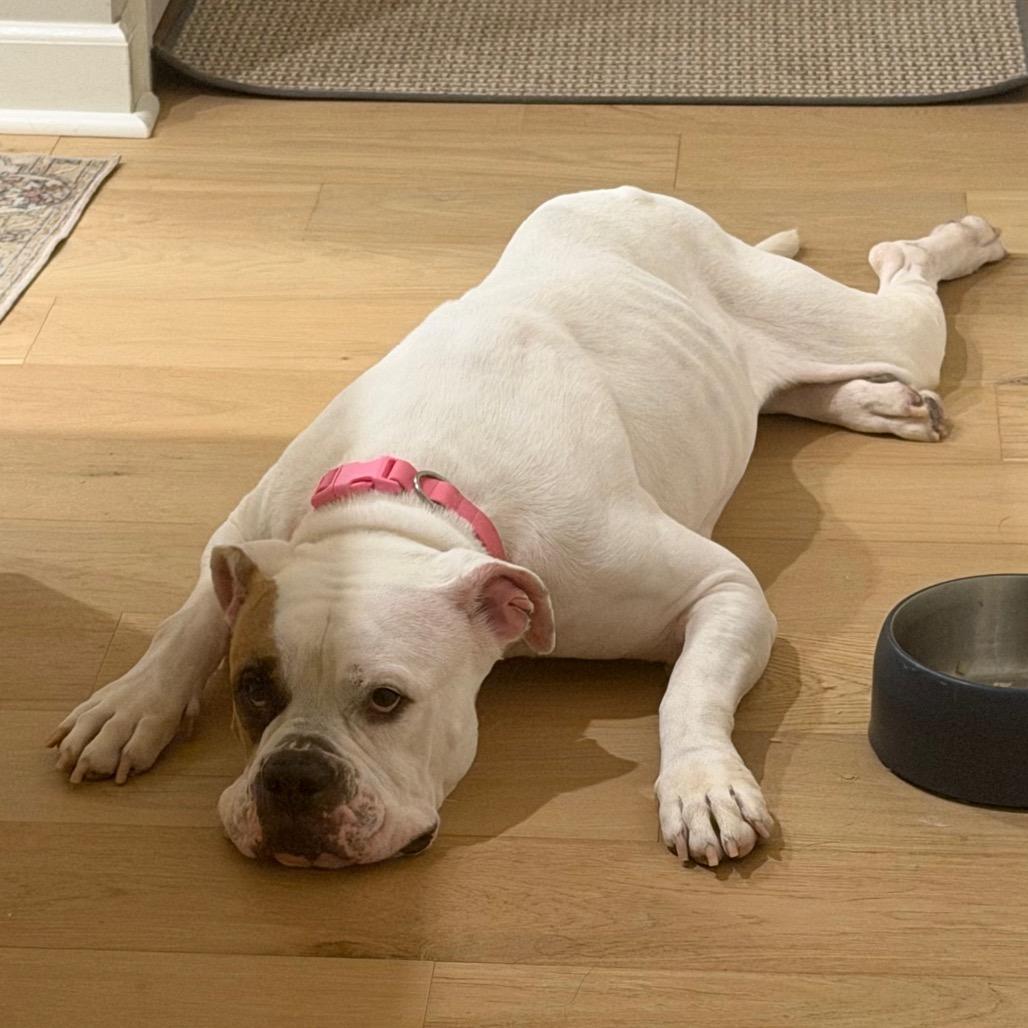 Enlarge Star, a Adoptable mixed breed in Alexandria, VA image 2/6
