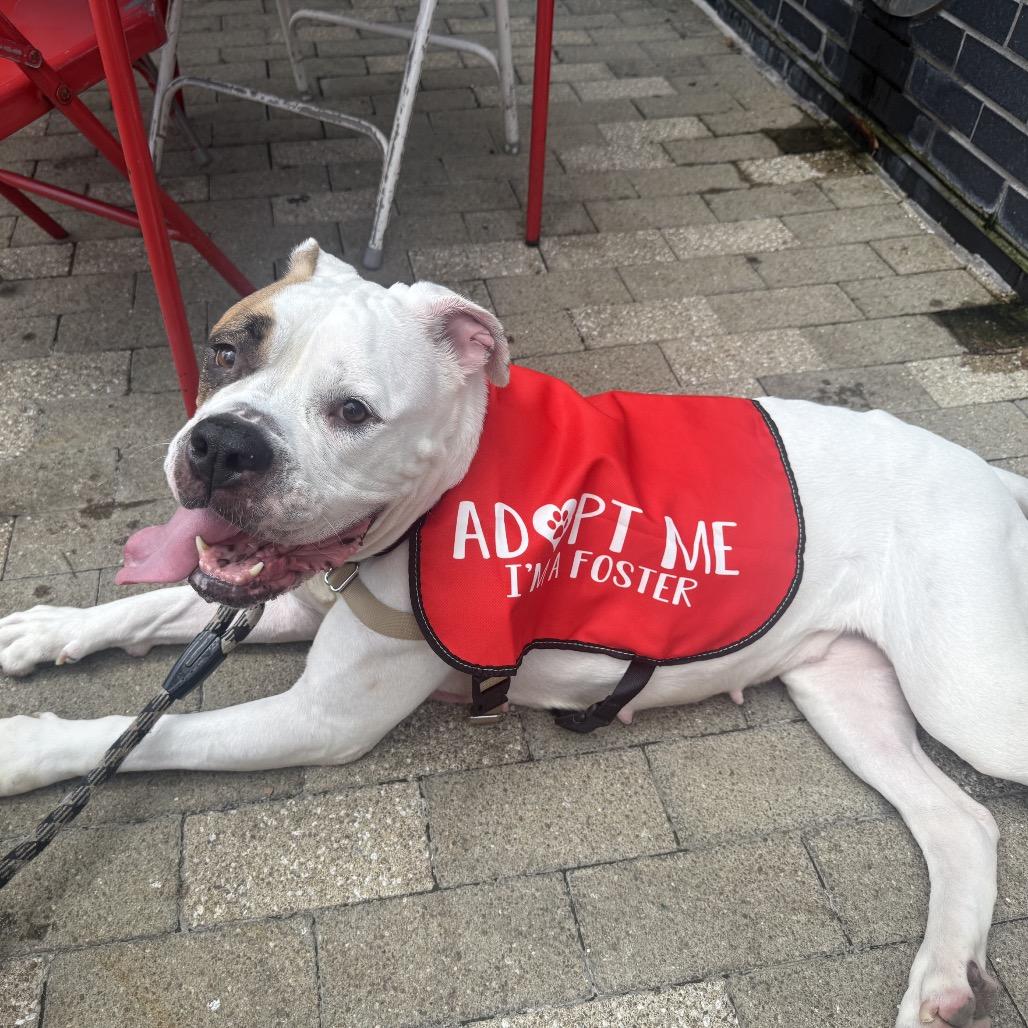 Enlarge Star, a Adoptable mixed breed in Alexandria, VA image 5/6