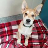 Spud, Adoptable, Puppy Male Siberian Husky.