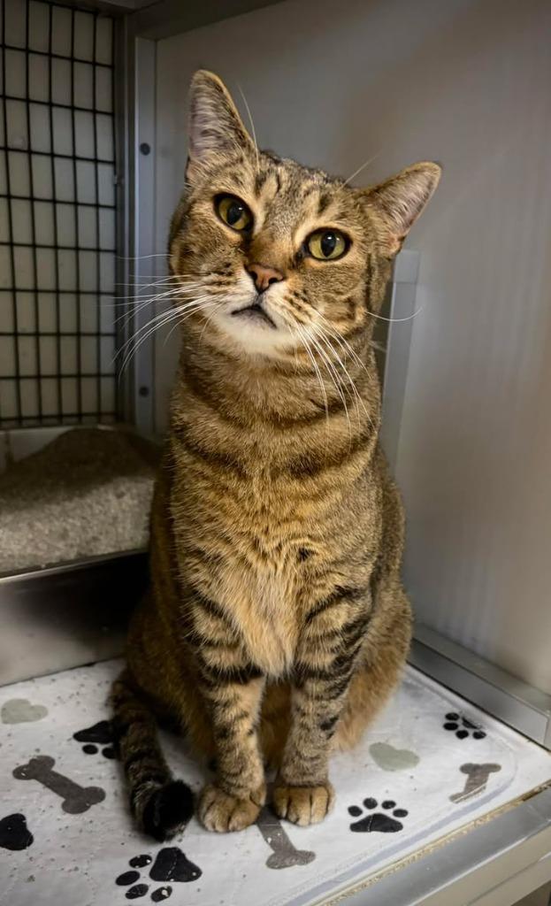 HoneyBear, Adoptable, Adult Female Domestic Short Hair.