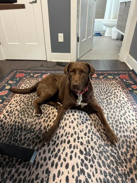 Jackie, Adoptable, Young Female Labrador Retriever.