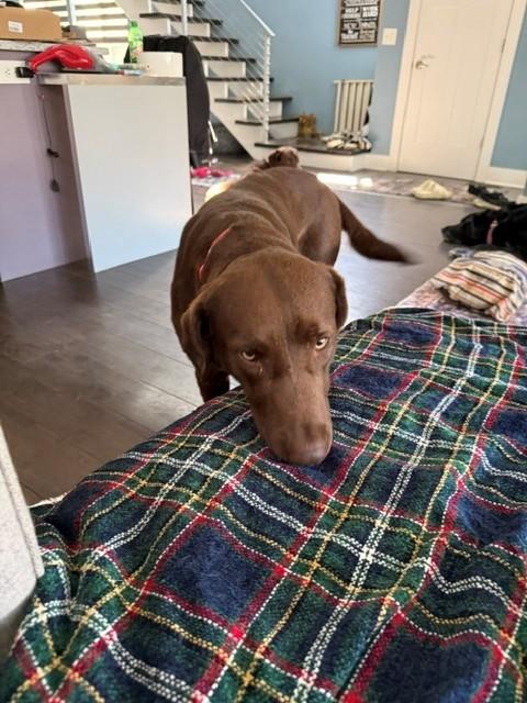 Jackie, a Adoptable Labrador Retriever in Indianapolis, IN image 2/5