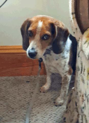 Enlarge Sylvester, a ADOPTABLE Beagle in West Decatur, PA image 2/5