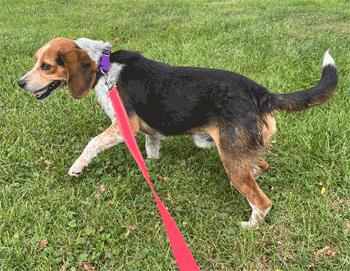 Sylvester, a ADOPTABLE Beagle in West Decatur, PA image 2/2