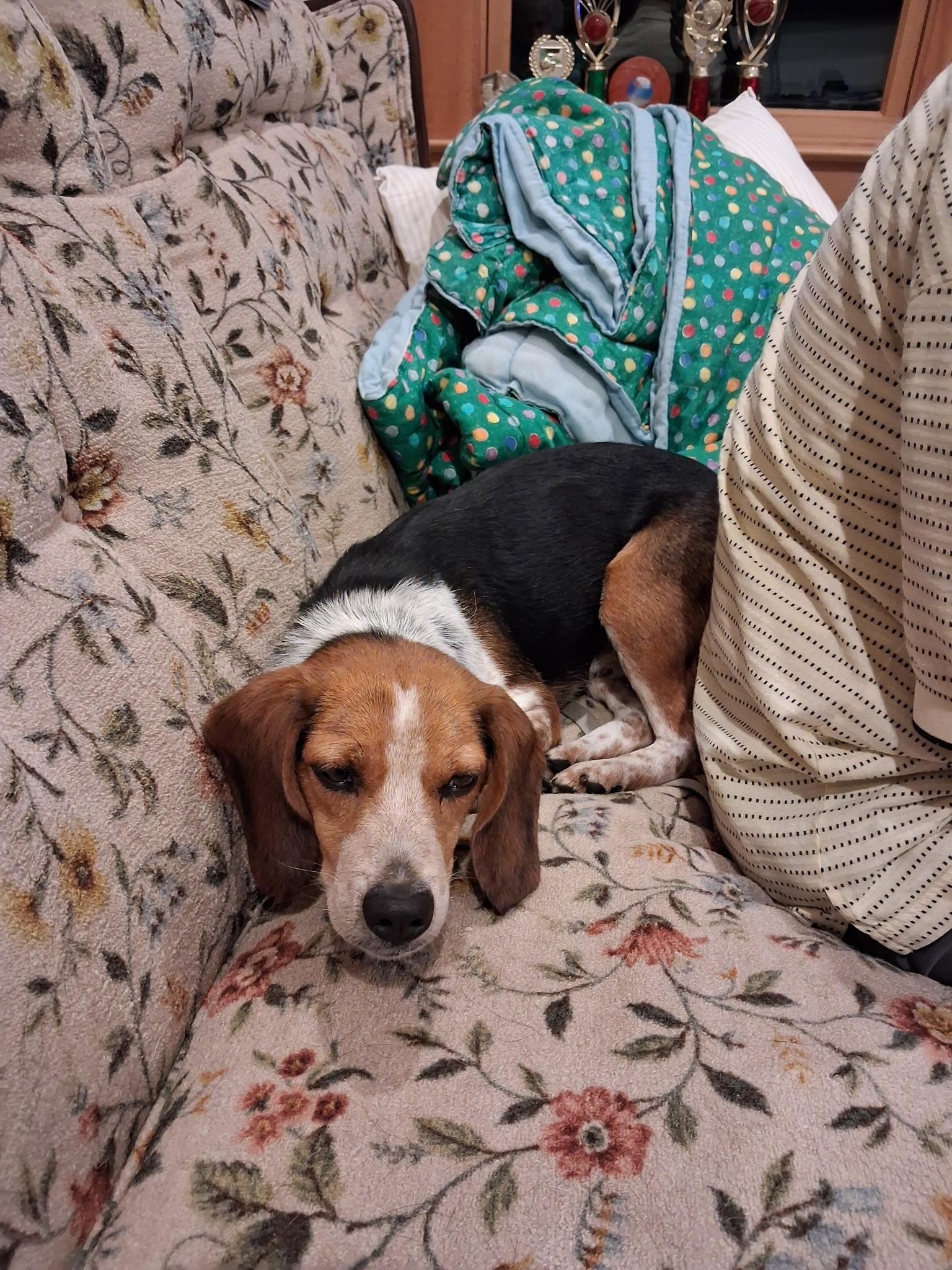 Enlarge Sylvester, a Adoptable Beagle in West Decatur, PA image 5/6