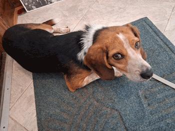 Enlarge Sylvester, a ADOPTABLE Beagle in West Decatur, PA image 1/5