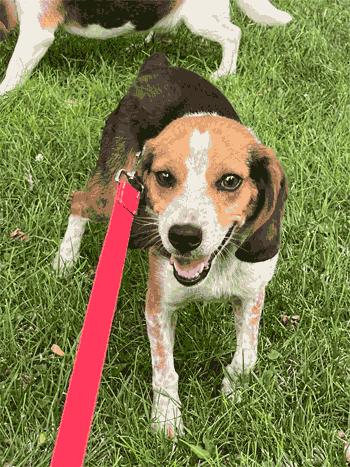 Sylvester, ADOPTABLE, Adult Male Beagle.