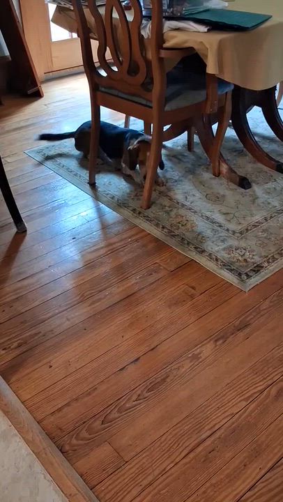 Enlarge Sylvester, a Adoptable Beagle in West Decatur, PA video 6/6