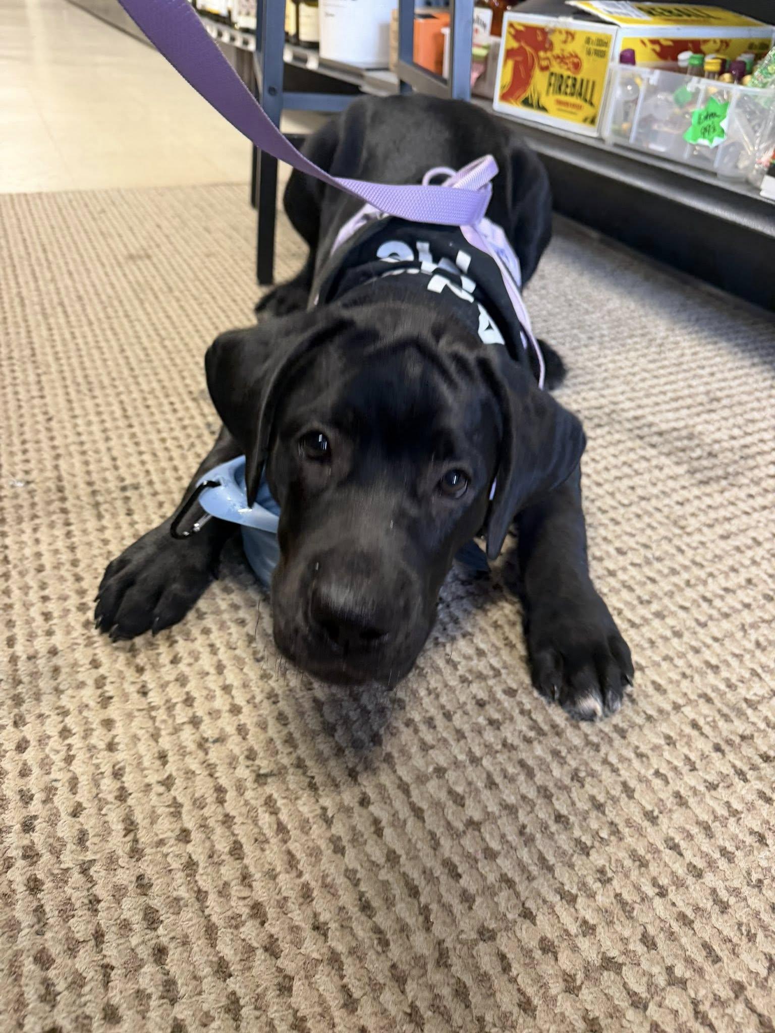Enlarge Maxi, a ADOPTABLE mixed breed in Albany, NY image 2/3