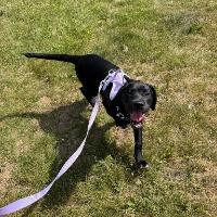 Enlarge Maxi, a ADOPTABLE mixed breed in Albany, NY image 3/3