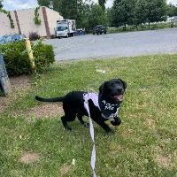 Maxi, ADOPTABLE, Young Female Black Labrador Retriever.
