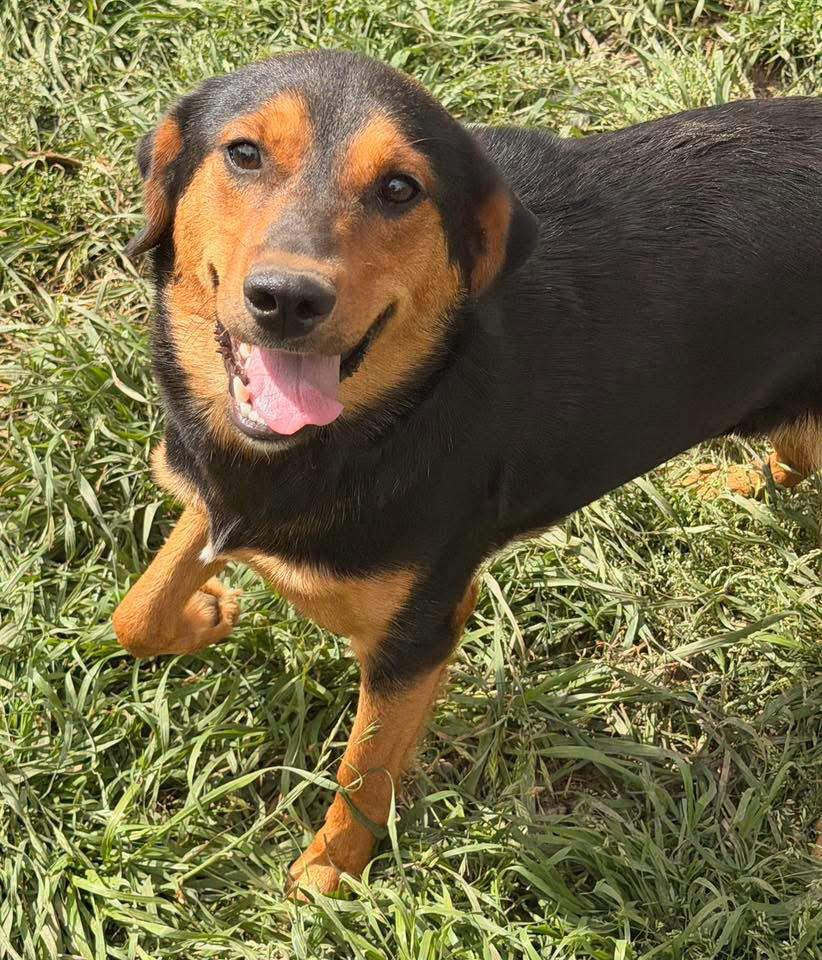 Enlarge Lila, a Adoptable Shepherd in Fairfax, VA image 3/6